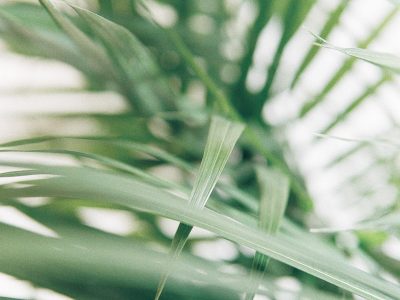 closeup photography of green palm leaves